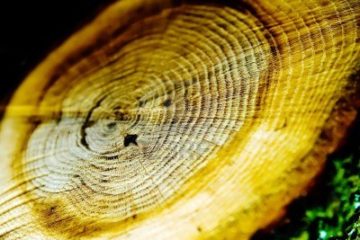 tree ring