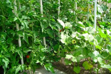 Urban Organic Garden