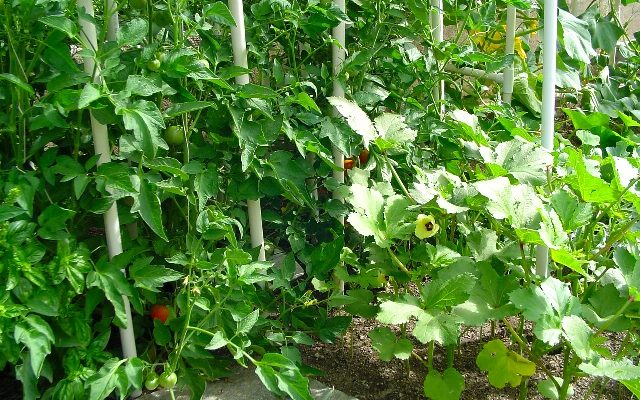 Urban Organic Garden