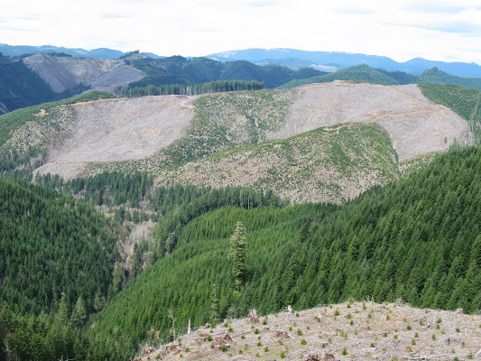 Clear Cutting in Oregon Conscious Connection