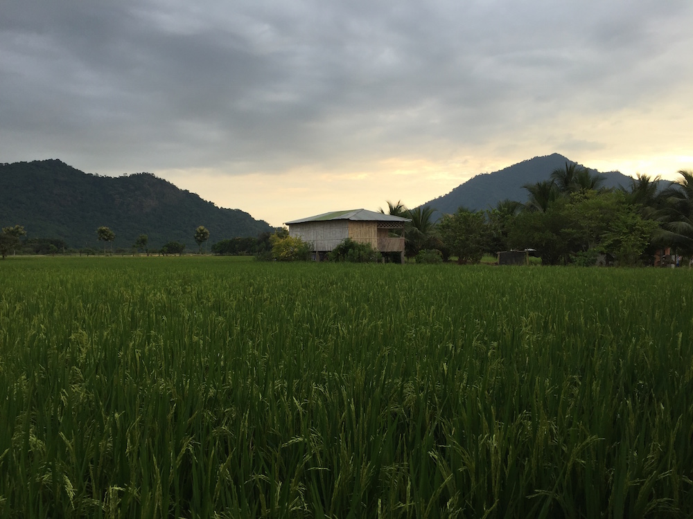 Ecuador Rice Fields
