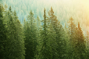 Arboriculture